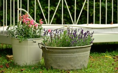 7 Simple Tips on Container Gardening 2024