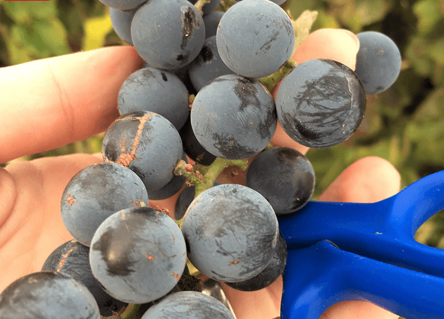 grapes and farming at The Real Farmhouse