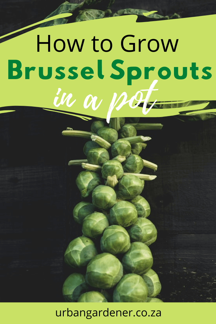 How to Grow Brussel Sprouts in Pots - Urban Gardener