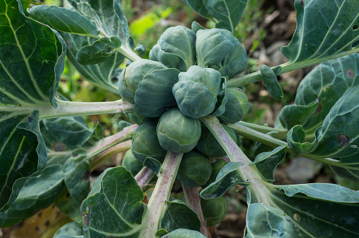 how to grow brussel sprouts