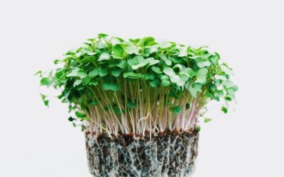 10 Ways to Eat Delicious Microgreens