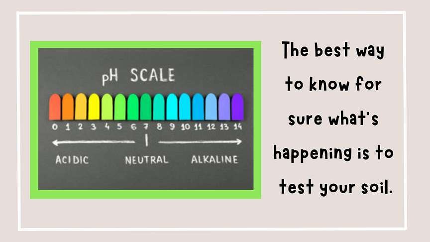 An image of a ph scale telling the reader the best way to check the soil is to test it