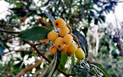 How to Grow a Loquat Tree from Seeds