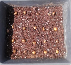 Loquats seeds laid out in a tray to try and learn how to grow loquat tree from seeds.