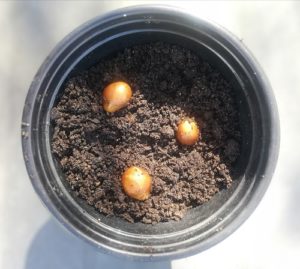 3 loquat seeds in a pot of soil ready to start the germination process