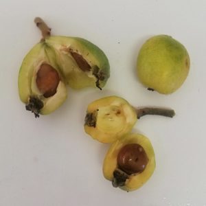 how to grow loquats from seed; loquat seeds