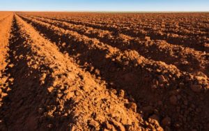 prep soil for vegetable garden