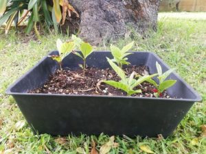 Small loquat trees have started to grow