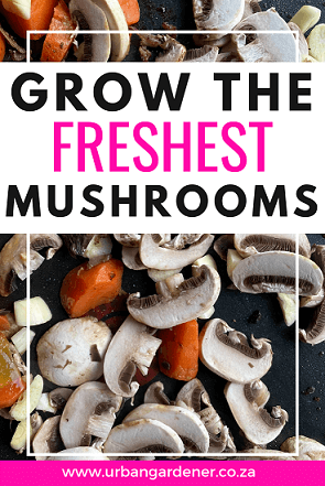 Grow your own mushrooms pinterest pin