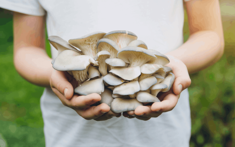 growing mushrooms at home