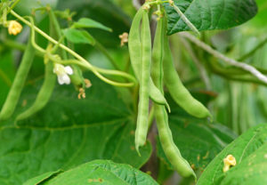 runner beans growing on a bush in an urban garden