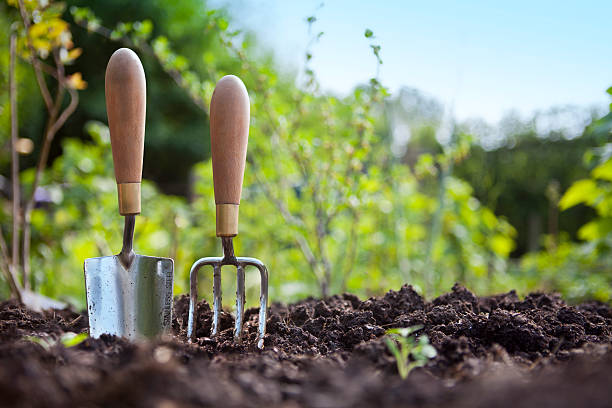 preparing the soil for planting a lemon tree