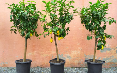 How to Grow a Lemon Tree from Seed