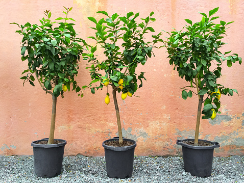 lemon trees in a pot