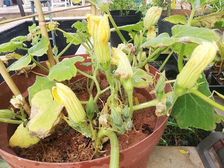 male pumpkin flowers growing in a pot