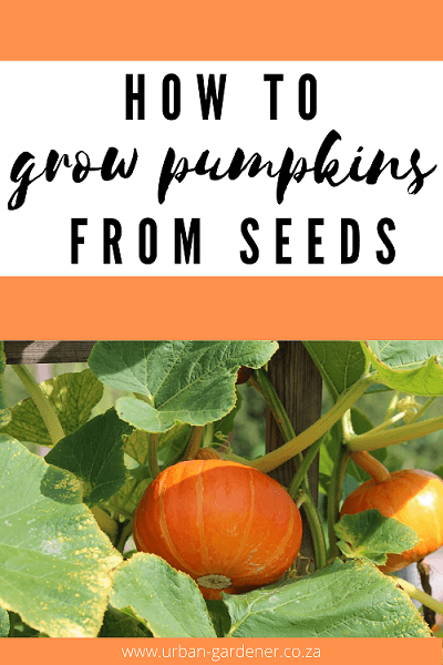 How To Grow a Pumpkin in a Pot - Urban Gardener