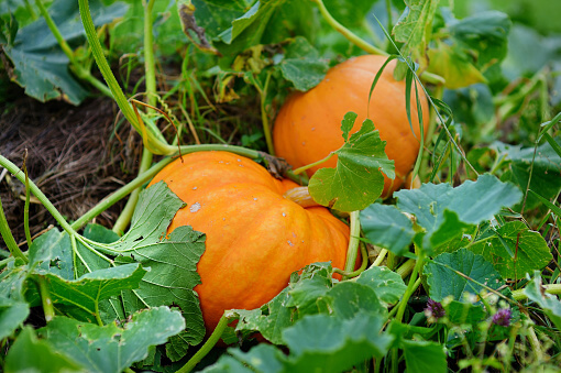 how to grow pumpkin in a pot