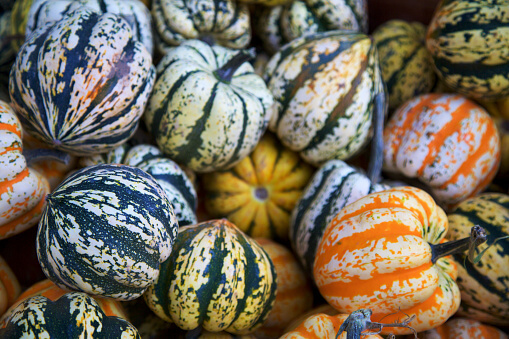 Sweet Dumpling Pumpkin