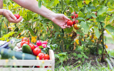 Organic Food Gardening on a Budget