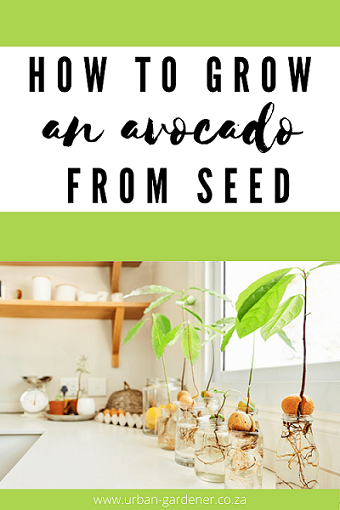 how to grow an avocado from seed