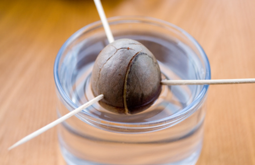 germinating an avocado seed  in water