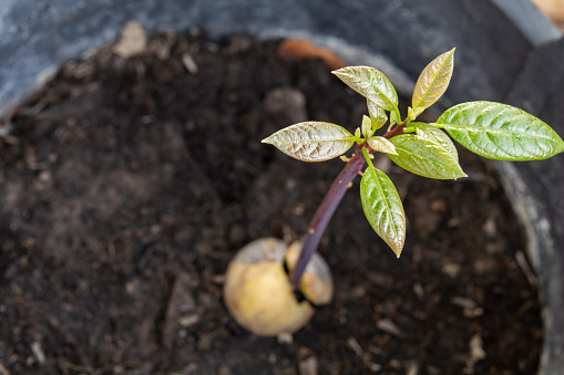 avocado seed growing into a tree