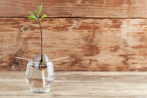 avo seedling in water; how to grow an avocado from seed