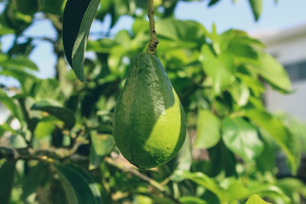 avocado on tree