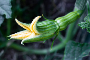 Female flower of the pumpkin plant about to open