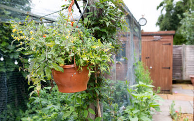 Growing Food Plants in Hanging Baskets