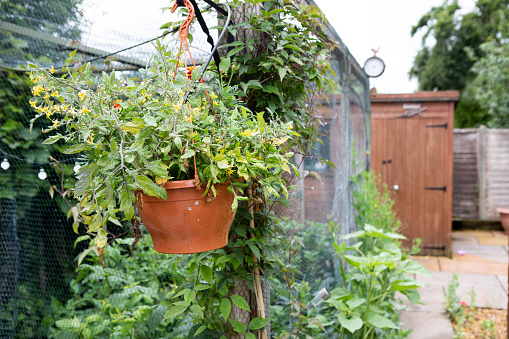 tomatoes food growing in hanging basket