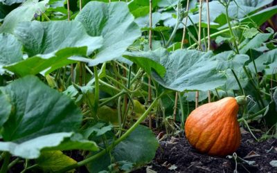 How to Fertilize Your Pumpkins