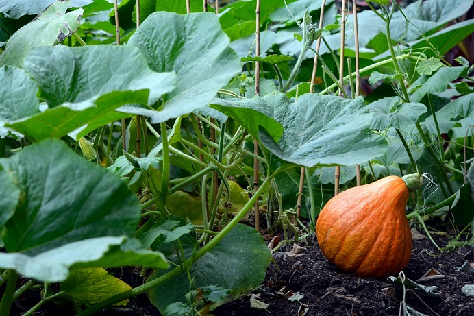 how and when to fertilize your pumpkin plants