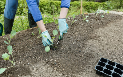 How to Transplant Your Plants Without KIlling Them