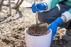 transplant your plant