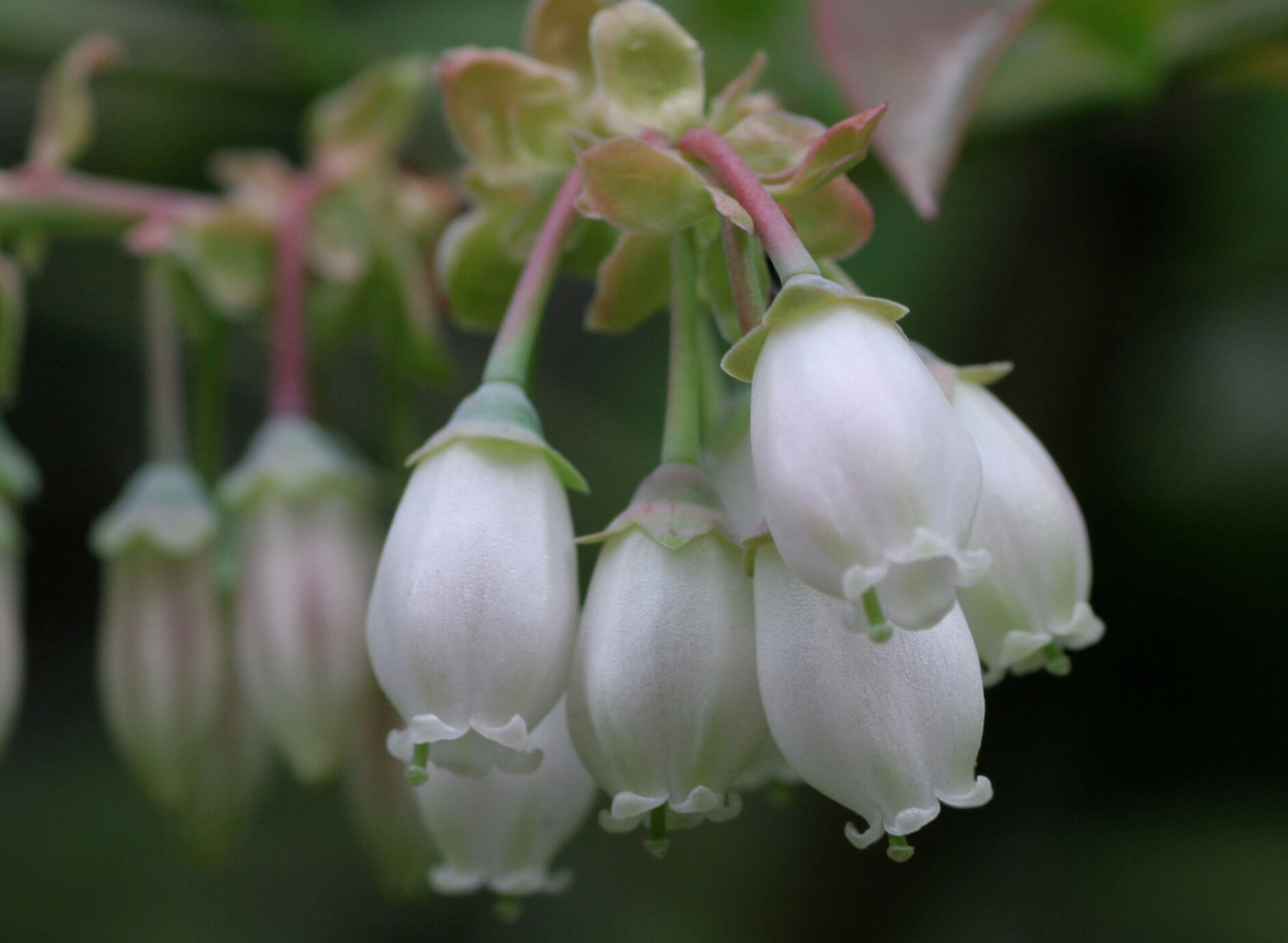 white blueberry flowers