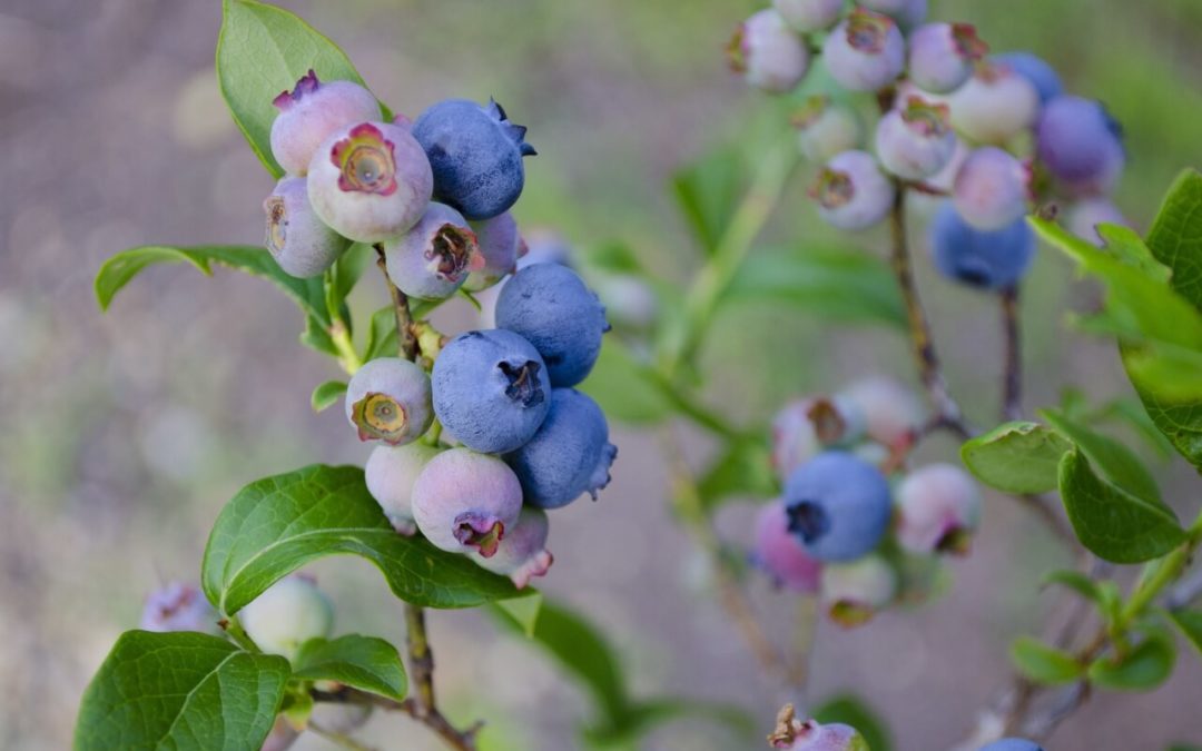 ripening blueblerries in a blueberry plant