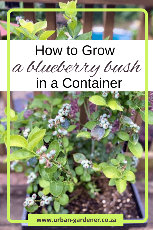 Pinterest pin showing how to grow a blueberry bush in a container