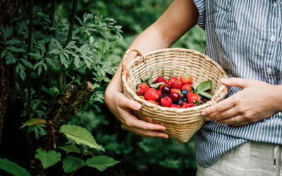 Best Companion Plants for Blueberry Bushes