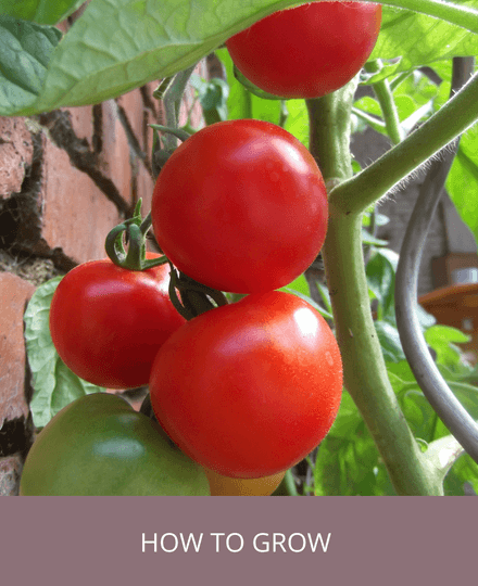 How to grow fruit and vegetables to feed your family