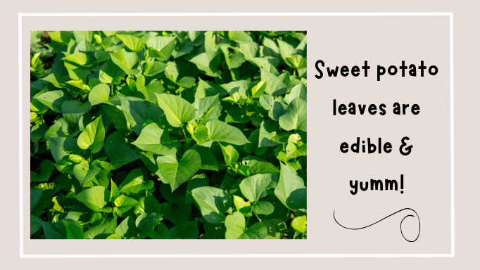 Sweet potato leaves are green and lush