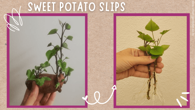 sweet potato slips with roots after 2 days