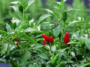 red chili plants are great to grow in a container