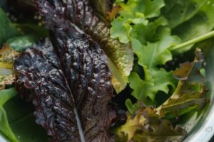 homegrown lettuce varieties are easy to grow yourself