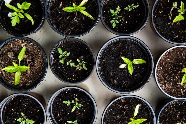 5 Easy Vegetables to Grow at Home in Pots