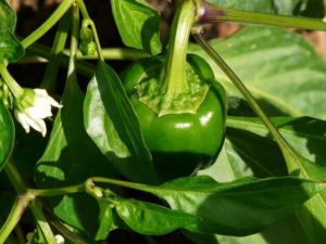 bell pepper, or paprika, plants grow well in your urban garden