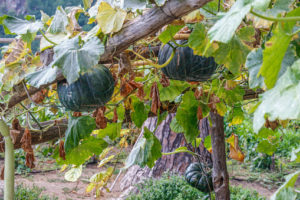 pumpkin growing on a trellis in an urban garden