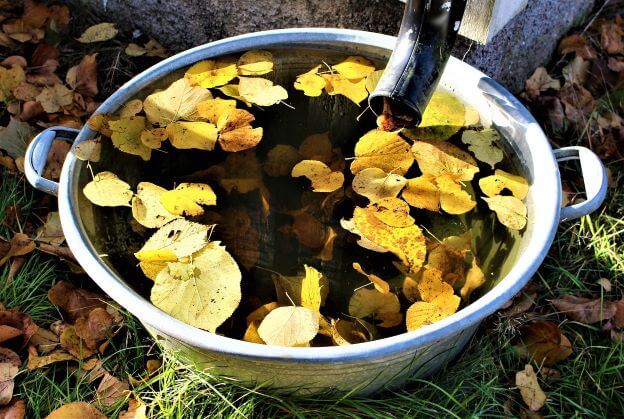 Container collecting rain water that also has autumn leaves floating in it