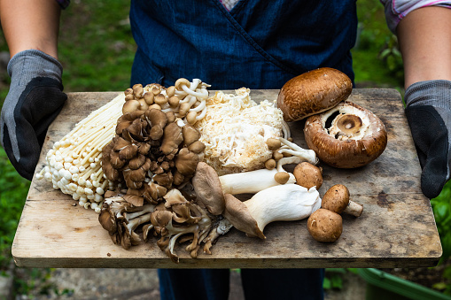 Variety of homegrown mushrooms on a board