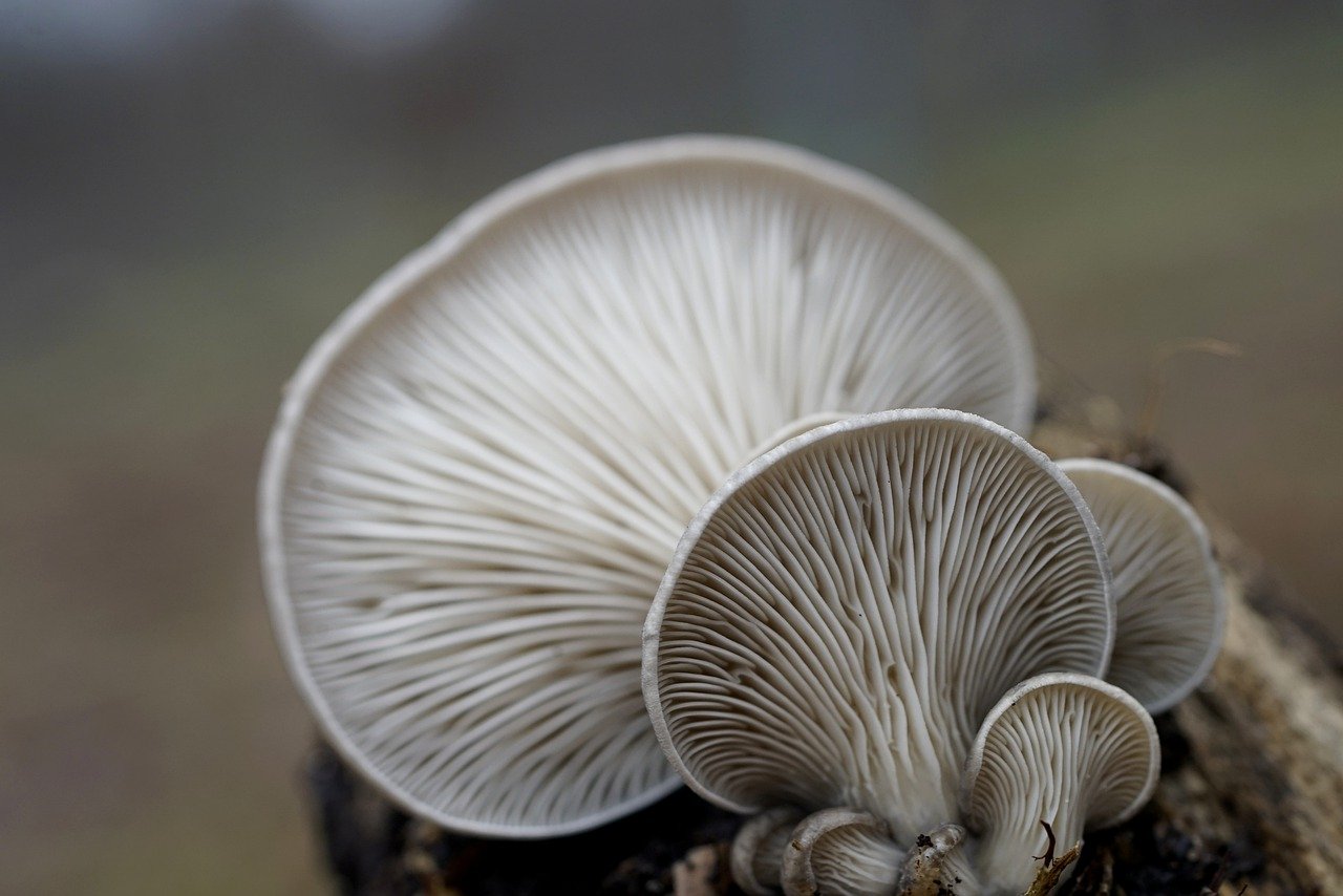 Oyster mushrooms